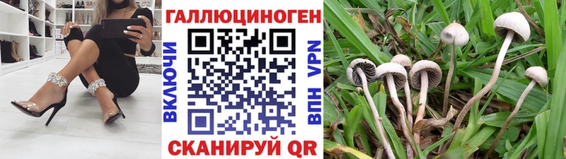 Купить где  Петровск-Забайкальский  Псилоцибиновые грибы прущие грибы 